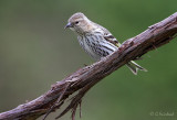 Pine Siskin