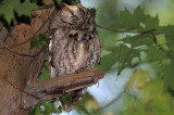 Let Sleeping Owls Perch