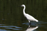 Little Egret/Big Deal