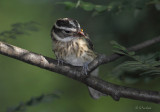 Grosbeak Flegling