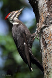 Pileated female