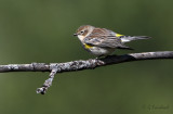 Yellow Rumped Warbler