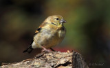 Fall Goldfinch