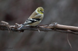 Goldfinch On Vine