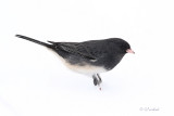 Winter Junco