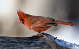 Northern Cardinal (m)