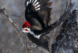 Male Pileated