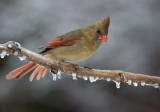 Cardinal(f) On Ice