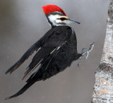 Pileated(m) On The Move