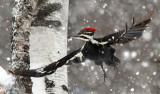 Pileated Snow Squall