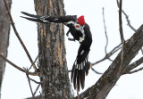 Concentrated Pileated