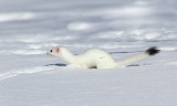 Short-tailed Weasel