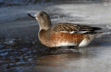 Ice Water Wigeon