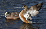 Mr And Mrs Wigeon