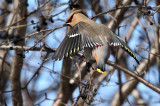 Waxwing(s)