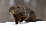 A Leg Up On The Marmot