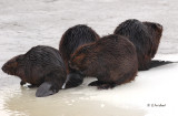 A Colony  Of Beavers