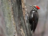 Pileated Woodpecker (f)