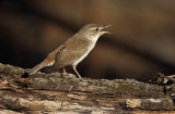 Late Light Wren