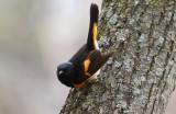 American Redstart