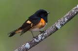 Redstart On Green