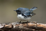 Black-throated Blue Warbler