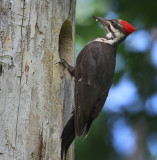 Mature Female Pileated