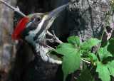 Female Pileated