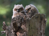   Great Horned Owls