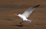 Caspian Tern 