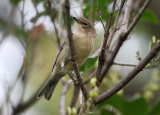 Pine Warbler