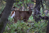 Late Light White Tail