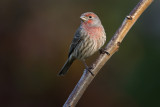 House Finch (m)