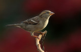 House Sparrow(f)