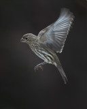 House Finch Female In Flight