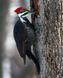 Female Pileated