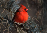 Cardinal In Spruce