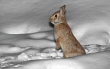 Winter Cottontail