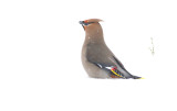 Bohemian Waxwing