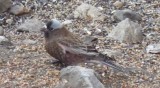 Gray-crowned Rosy-Finch