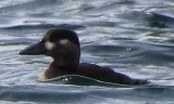 Surf Scoter