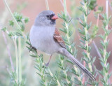 Black_chinned Sparrow