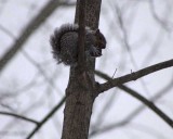 Squirrel eating stored nuts in the snowy winter of Seneca Falls.