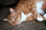 DSC_4338.jpg