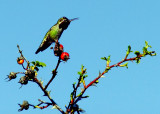 Humming Bird