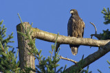 Juvenile Bald-Headed Eagle