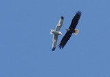 Eagle and Seagull -Ucluelet