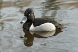 Ring-Necked Duck