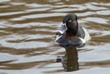 Ring-Necked Duck