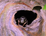 Bald-Faced Hornet Nest